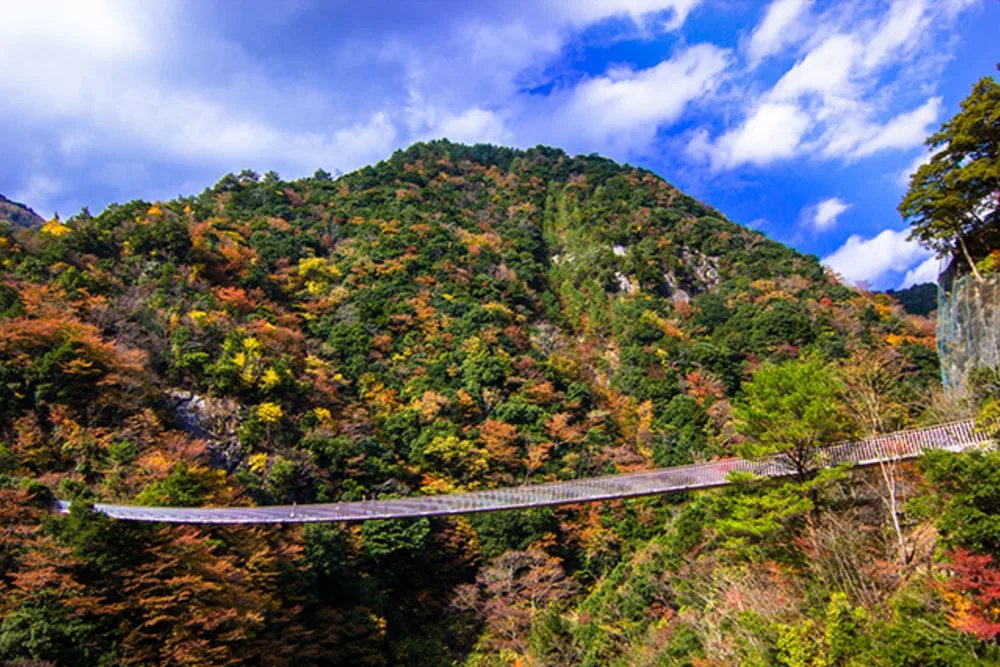 🌉 매화나무 폭포 공원 현수교(우메노키토도로키코엔츠리바시) 이미지 6